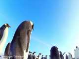 مستند حیات وحش داستان یک پنگوئن دوبله فارسی