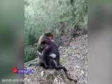 گریه بچه میمون در آغوش مادر