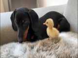 کلیپی زیبا از دوستی جوجه اردک تازه متولد شده با سگ