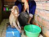 حمام کردن بچه میمون