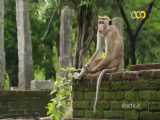 مستند حیات وحش جزایر میمون ها بخش ۱ دوبله فارسی