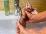 اولین حمام بچه گربه بی مو
