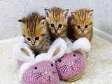 بچه گربه های ناز با دمپایی بازی می کنند
