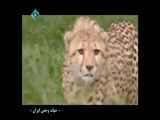 مستند حیات وحش ایران بسیار جذاب و دیدنی