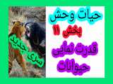 مستند حیات وحش_قدرت نمایی حیوانات_بخش ۱۱