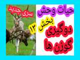 مستند حیات وحش_جدال حیوانات_بخش‌ ۱۳