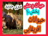 مستند حیات وحش_حیوانات افریقایی_بخش ۱۰