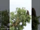 حمله شیر ماده به میمون های بابون در بالای درخت