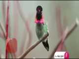 پرنده‌ای خارق‌العاده که می‌تواند در یک دقیقه ۶۲ بار رنگ عوض کند
