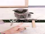 گربه باهوش متخصص سنگ‌ کاغذ قیچی