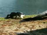 حمله تمساح به تمساح
