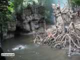 انتقام سمورها از میمون در باغ وحش