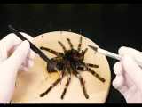 WHAT& 039;S INSIDE THE SPIDER- AUTOPSY DIED SPIDER AND LOOK UNDER