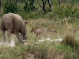 فیلم مستند جالب  و دیدنی  جنگ و جدال  و شکارهای حیوانات حیات وحش افریقا