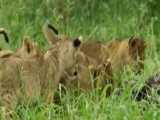 فیلم مستند شکارهای شیرها و عقابهای حیات وحش افریقا