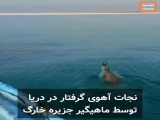 نجات آهوی‌ گرفتار در دریا‌ توسط ماهیگیر جزیره خارگ‌ :)
