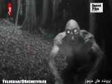 ویدیوی واقعی از مشاهده هیولای قاتل ترسناک در جنگل کانادا (شکار دوربین _ قسمت ۱۹)