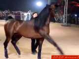 اسب عرب مصری الیهاندرو