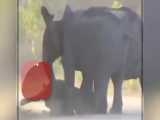 تلاش دسته جمعی یک گله فیل برای نجات بچه فیل نیمه جان