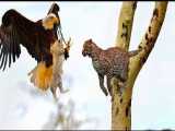حیات وحش - حمله عقاب به پلنگ نوزاد هنگام شکار و پایان غیرمنتظره