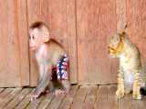 بازی بچه میمون شیطون با بچه گربه ها