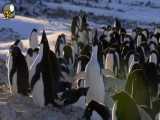 مستند سینمایی پنگوئن ها دوبله فارسی
