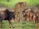 حیات وحش، قدرت شکار در مقابل شکارچیان/حمله گوزن یالدار به چیتا