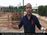 دانلود Hasan Reyvandi | حسن ریوندی - شاخ بازی برای گاوها در گاوداری - خنده دار