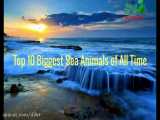 10تا از بزرگ ترین حیوانات دریای افسانه ای