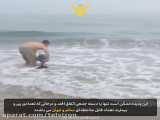 نجات دلفین به گل نشسته توسط یک انسان