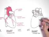 کاردیولوژی، خونرسانی کرونری | Cardiology  Coronary Blood Supply 