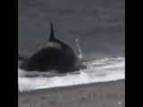 کلیپی نادر از شکار انسان توسط نهنگ قاتل
