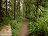 بیست دقیقه پیاده روی در اعماق جنگل بکر | (ریلکسیشن در طبیعت 46)