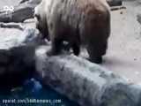 نجات جالب كلاغ توسط خرس