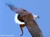 شکار شدن مار سمی توسط عقاب