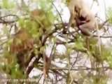 فیلم مستند میمون افریقایی اتش بیار حملات شیرهای درنده افریقا به حیوانات حیات وحش