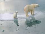 گرم شدن کره زمین و به خطر افتادن جان خرس های قطبی
