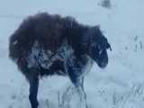 قزاقستان هوا به منفی ۵۱ درجه رسیده. حیوانات ایستاده یخ زدن!