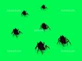 فوتیج پرده سبز و کروماکی عنکبوت ها  وبسایت انیمورد