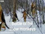 نبرد خونین و ترسناک بین گروه و سرگروه های مرکزی و اصلی میمون های برفی HD