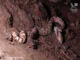 حیات وحش جدید مار ها | مارهای بسیار سمی و مرگبار آریزونا در صحرای سونوران HD