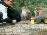 ماجرای میمونی که میخواستند ترور بیولوژیکی اش کنند!!!
