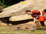 تلاش فیل مادر و کادر باغ وحش برای بیدار کردن فیل کوچولو از خواب سنگین