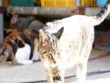 غذا دادن به گربه های خیابانی خوشگل و عصبانی