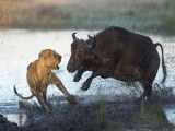 حیات وحش، حمله شیر برای شکار - بی رحمی بوفالو نر به شیر پیر