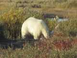 صحنه های از خرس های قطبی در دشت های قطب شمال