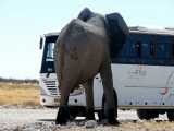 صحنه بسیار زیبا از عظمت فیل در مقابل اتوبوس