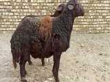 118workفروش گوسفند نژاد افشار برولا در قزوین