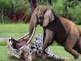فیل ، پلنگی را که در یک درخت پنهان شده ، زمین می زند ، زندگی سخت حیوانات وحشی