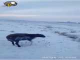 فیلم دلخراش یخ زدن حیوانات در دمای ۵۶- درجه قزاقستان.